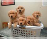 Small #1 Breeder Profile image