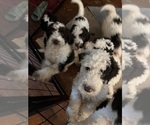 Small breeder photo