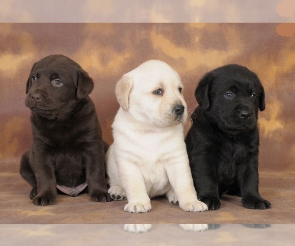 Medium Photo #1  Breeder Profile in MORENO VALLEY, CA, USA