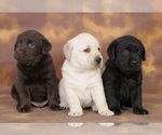 Small breeder photo