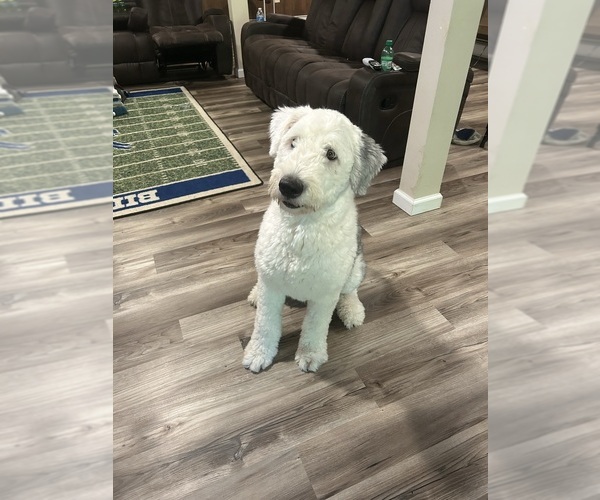 Medium Photo #1  Breeder Profile in TYRONE, PA, USA