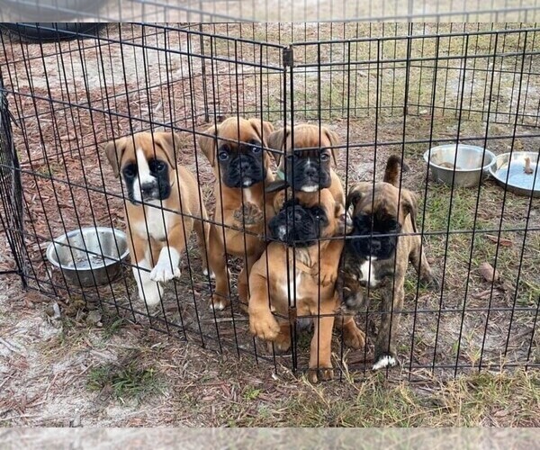 Medium Photo #1  Breeder Profile in OCALA, FL, USA