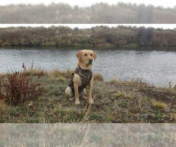 Medium Photo #1  Breeder Profile in KLAMATH FALLS, OR, USA