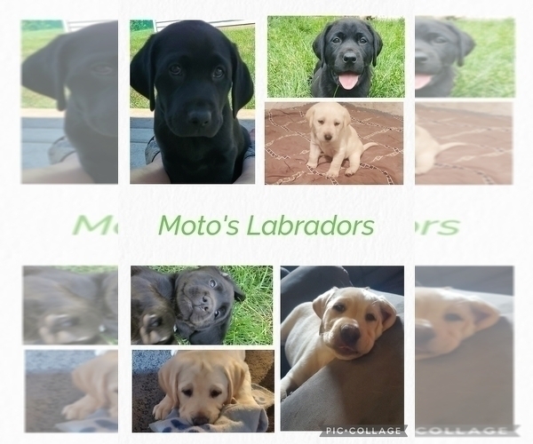 Medium Photo #1  Breeder Profile in PONTIAC, IL, USA