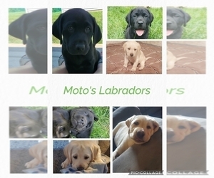 Labrador Retriever Dog Breeder near PONTIAC, IL, USA