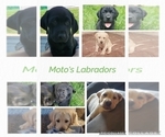Small breeder photo