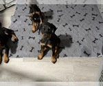 Small Photo #3  Breeder Profile in CHEPACHET, RI, USA