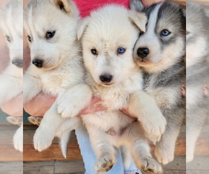 Siberian Husky Dog Breeder near PRIEST RIVER, ID, USA