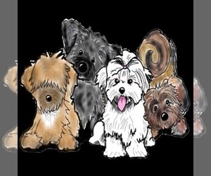 Maltipoo Dog Breeder in BARREN SPRINGS,  USA