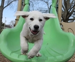 Small breeder photo