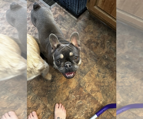 Medium Photo #14  Breeder Profile in MARICOPA, AZ, USA