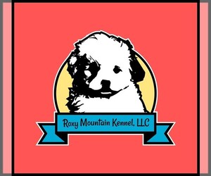 Morkie-Poodle (Miniature) Mix Dog Breeder near AMITY, AR, USA