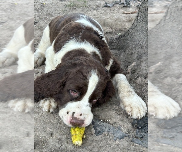 Medium Photo #2  Breeder Profile in PERRY, MO, USA