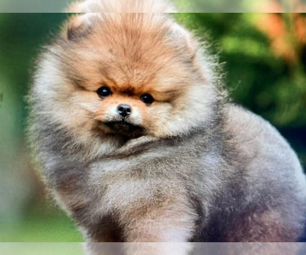 Medium Photo #4  Breeder Profile in CEDAR GROVE, NC, USA