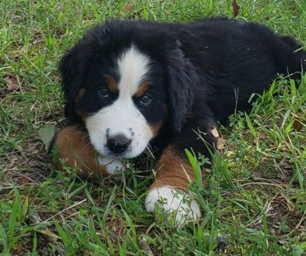 Medium Photo #6  Breeder Profile in NORWOOD, MO, USA
