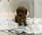 Small #2 Breeder Profile image