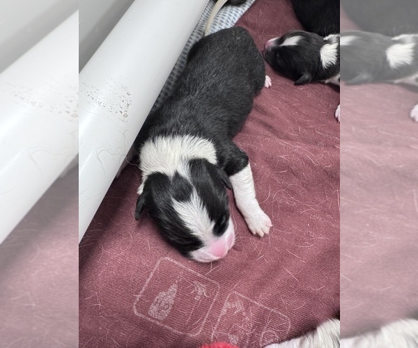 Medium Photo #7  Breeder Profile in JACOBSTOWN, NJ, USA