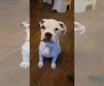 Small breeder photo