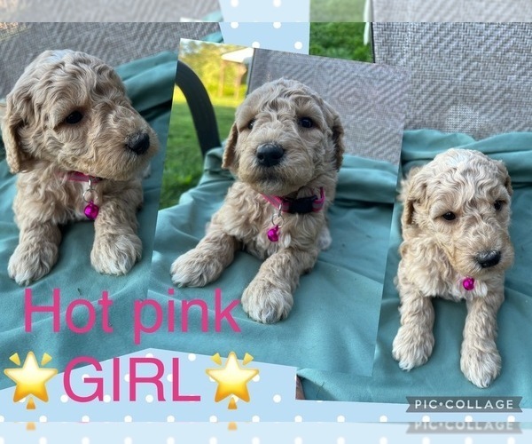 Medium Photo #1  Breeder Profile in COPELAND, NC, USA