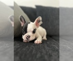 Small breeder photo