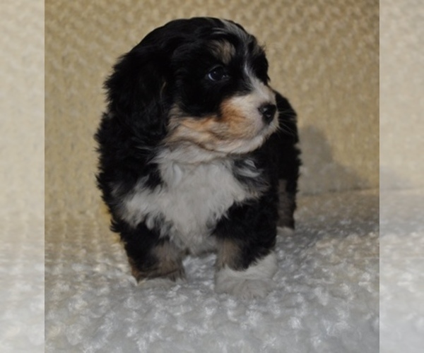 Bernese Mountain Dog, Maltese, Labradoodle, Pomeranian, Bernedoodle