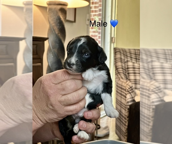 Medium Photo #1  Breeder Profile in TIMMONSVILLE, SC, USA