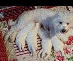 Small #2 Breeder Profile image