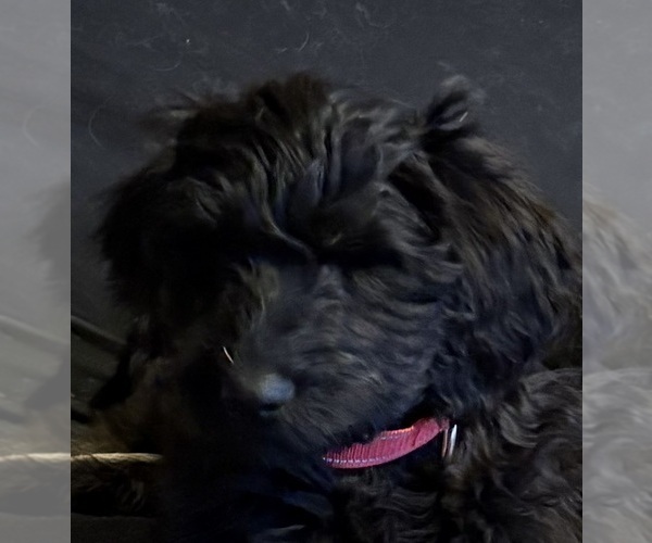 Medium Photo #4  Breeder Profile in FARMINGTON, ME, USA