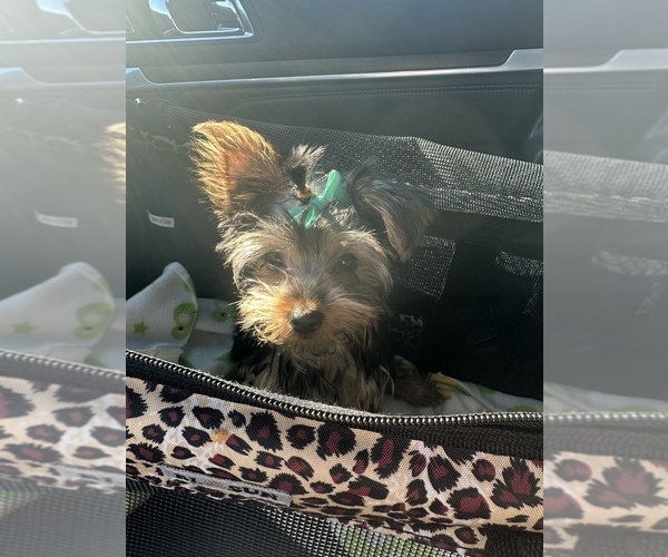 Medium Photo #1  Breeder Profile in DRIFTWOOD, TX, USA