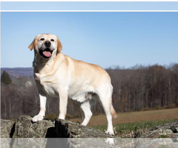 Medium Photo #5  Breeder Profile in COLUMBIA CROSS ROADS, PA, USA