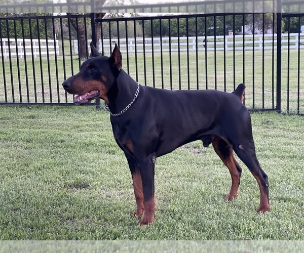 Medium Photo #2  Breeder Profile in BOYD, TX, USA