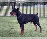 Small #1 Breeder Profile image