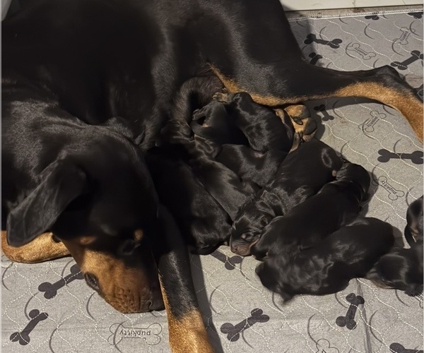 Medium Photo #2  Breeder Profile in CHEPACHET, RI, USA