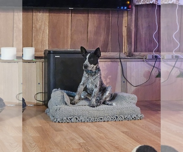 Medium Photo #1  Breeder Profile in MAURERTOWN, VA, USA