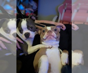 Boston Terrier Dog Breeder near ROCHESTER, NH, USA