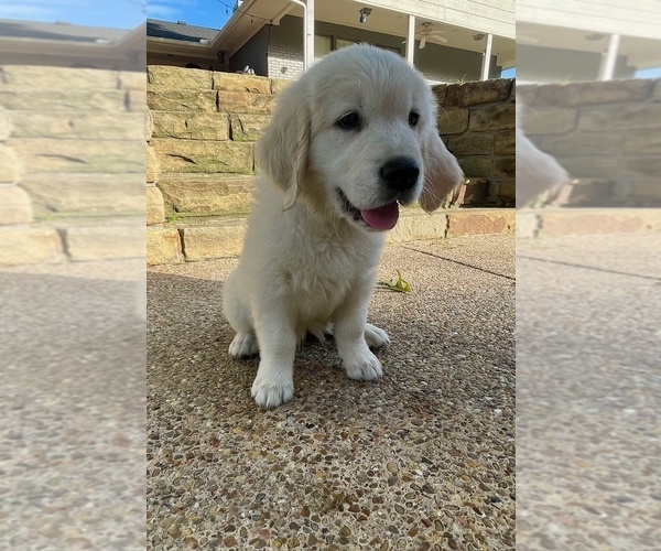 Medium Photo #6  Breeder Profile in WEATHERFORD, TX, USA