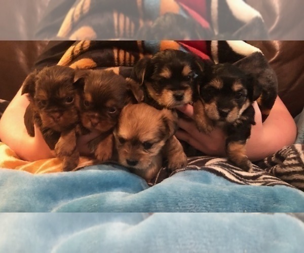 Medium Photo #8  Breeder Profile in SCOTTSDALE, AZ, USA