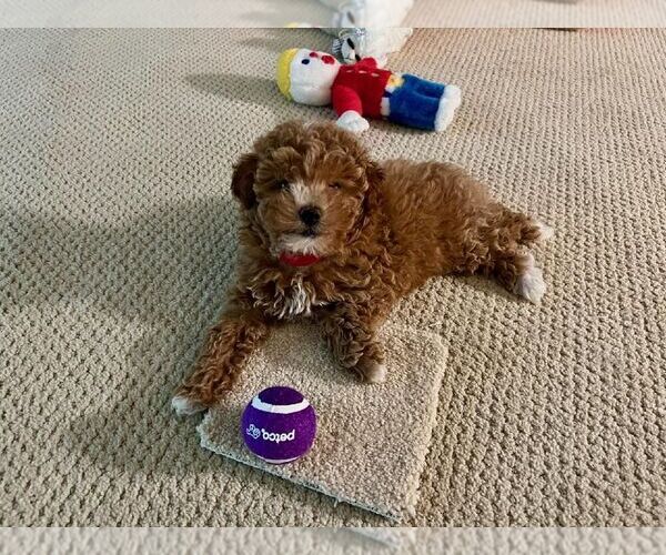 Medium Photo #5  Breeder Profile in DONGOLA, IL, USA