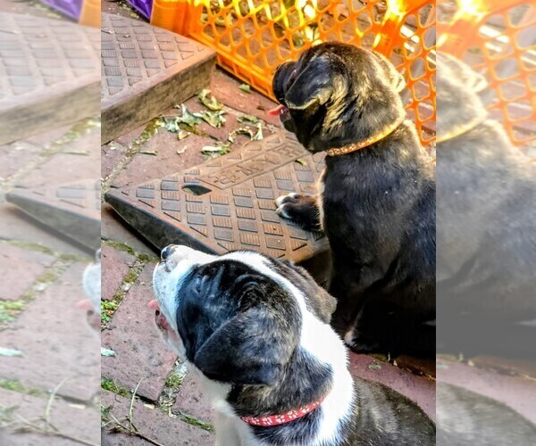 Medium Photo #10  Breeder Profile in PHILADELPHIA, PA, USA