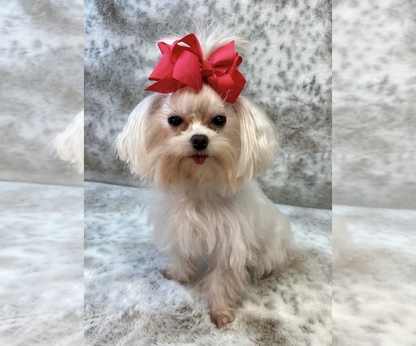 Medium Photo #17  Breeder Profile in STANTONVILLE, TN, USA