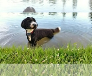 dog breeder portuguese poodle plains standard west water missouri usa mix