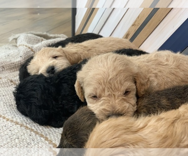Medium Photo #1  Breeder Profile in LARCHWOOD, IA, USA