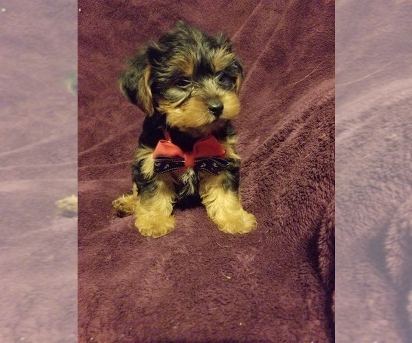 Medium Photo #7  Breeder Profile in BELLEVILLE, IL, USA