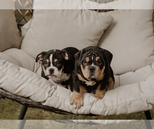 Medium Photo #23  Breeder Profile in BATTLE CREEK, MI, USA