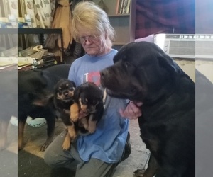 Rottweiler Dog Breeder near HACKETT, AR, USA