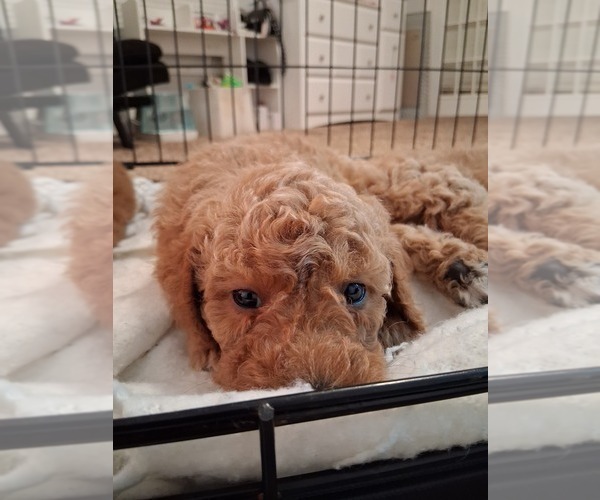 Medium Photo #73  Breeder Profile in GASTONIA, NC, USA