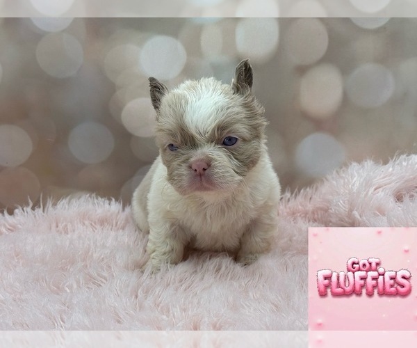Medium Photo #1  Breeder Profile in FOLSOM, CA, USA