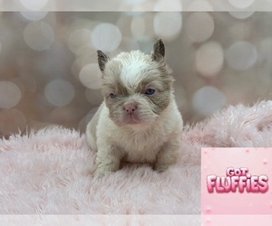 French Bulldog Dog Breeder in FOLSOM,  USA