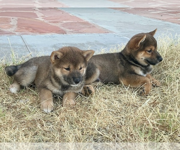 Medium Photo #3  Breeder Profile in RIDGECREST, CA, USA