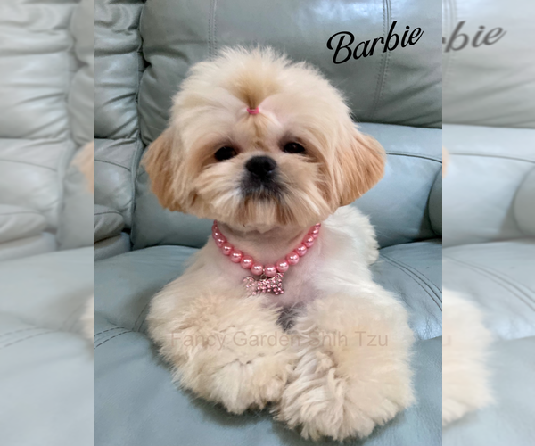 Medium Photo #1  Breeder Profile in JACKSONVILLE, FL, USA